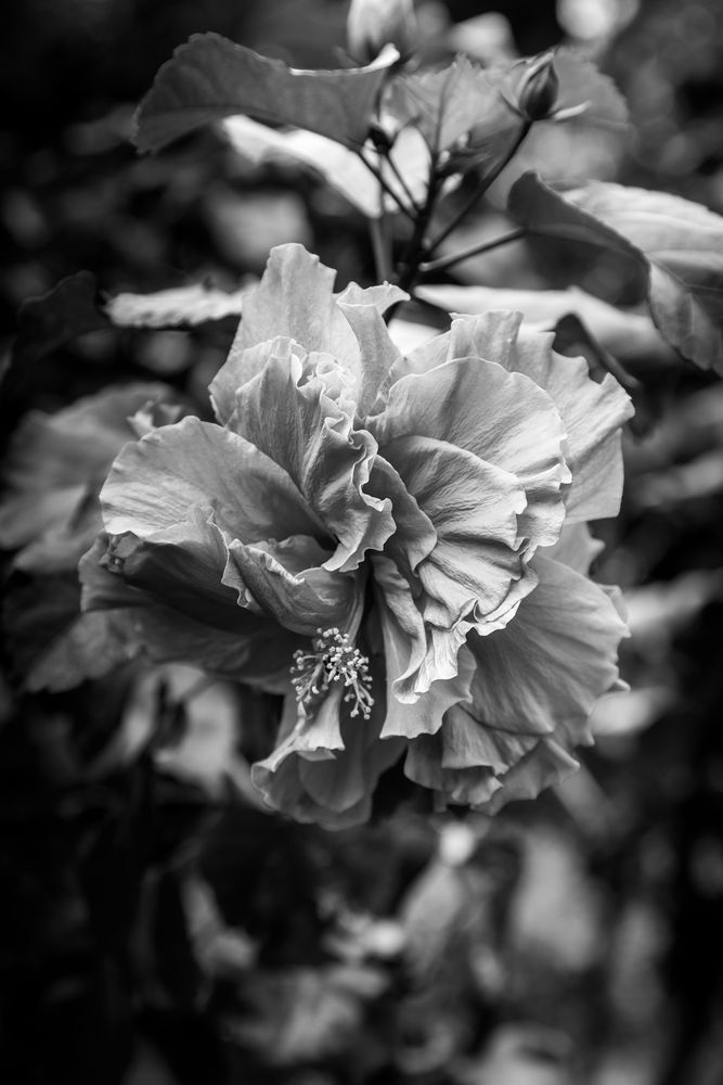 Hibiscus Noire